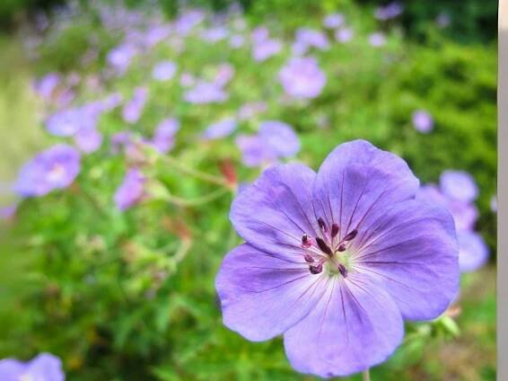 Rozanne Cranesbill Geranium