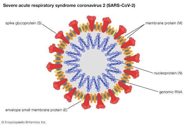 SARS-CoV-2