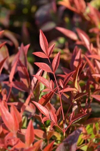 Heavenly Bamboo ‘Obsessed