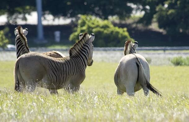Vyhynulá zebra kvaga se vrací do jihoafrické přírody - Ekolist.cz