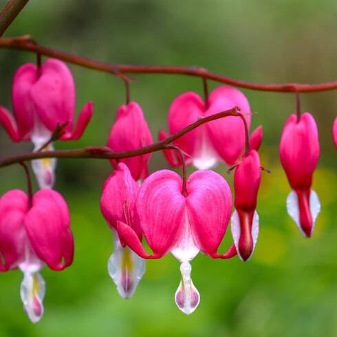 Srdcovka nádherná - Dicentra spectabilis - hľuzy srdcovky - 1 ks