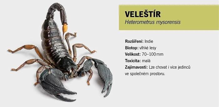 Štíři