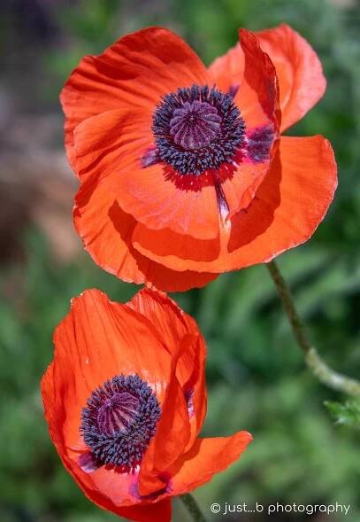 Vibrant red flower blooms with purple centers.