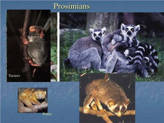 PPT - Human Evolution PowerPoint Presentation, free download - ID:157117