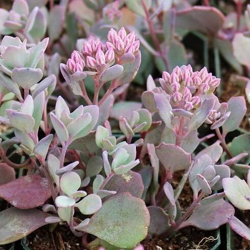 Sedum nebo rozchodník: oblíbené druhy s fotografiemi, výsadbou, péčí, reprodukcí