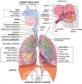 Dýchací soustava člověka