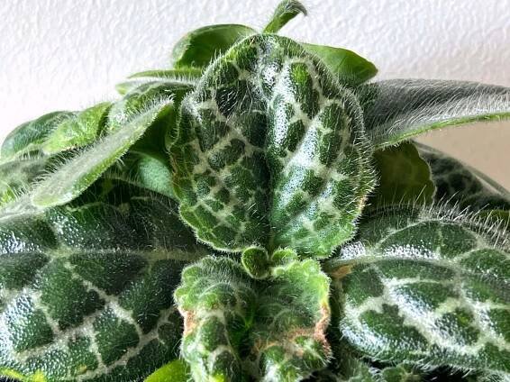 Detalle de hojas Streptocarpus Pretty Turtle