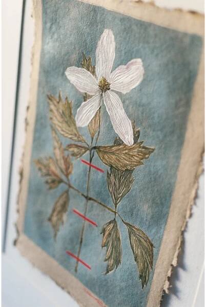 herbarium collection — laureldawncornerstudio