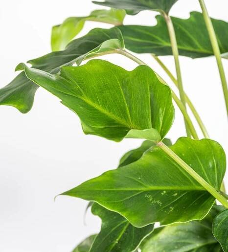 Filodendron, Philodendron Xanadu, průměr květináče 17 cm-11790