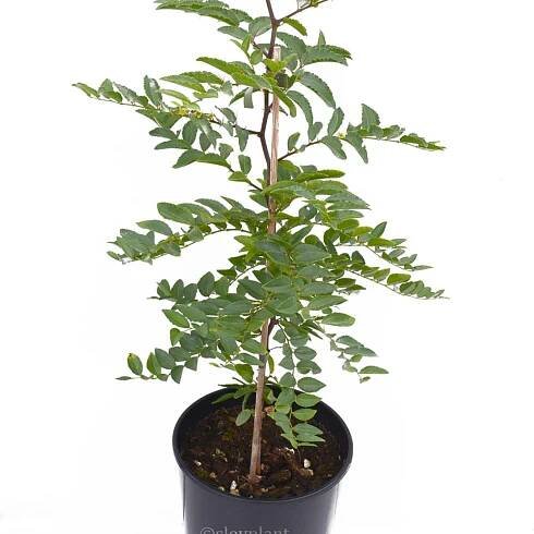 Jujuba tŕnitá (Ziziphus spinosa) ročný semenáč