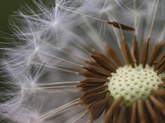 Dandelion_seed_head_closeup.jpg