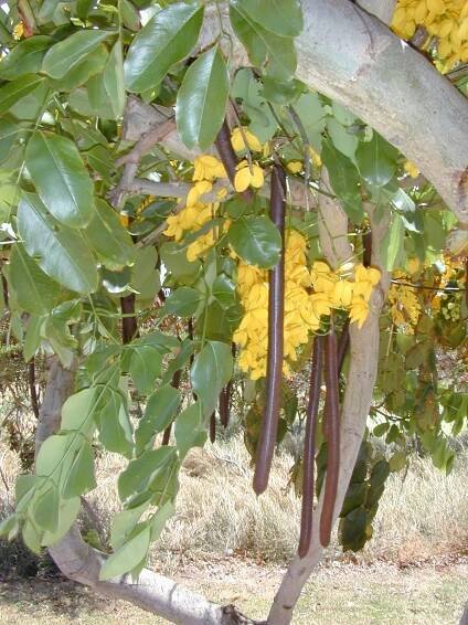 Cassia fistula (kasie obecná) - Jména | BioLib.cz