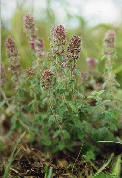 Mateřídouška vejčitá kraňská (Thymus pulegioides subsp carniolicus)