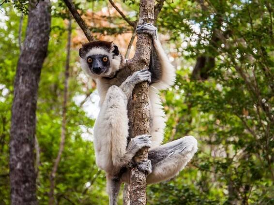 Lemuři sifakové se vyskytují pouze na Madagaskaru