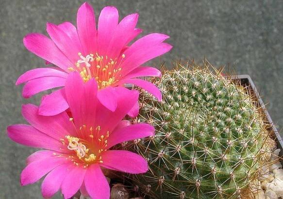 Rebutia violaciflora – Wikipedie