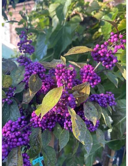 Krásnoplodka - Callicarpa bodinieri 'PROFUSION' KMÍNEK 120CM