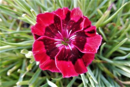Dianthus species " Červený s okem " - karafiát, hvozdík Zahradnictví Krulichovi - zahradnictví, květinářství, trvalky, skalničky