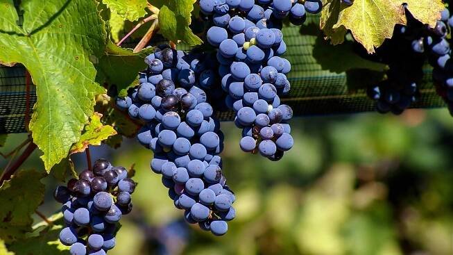 Malbec Grape Variety