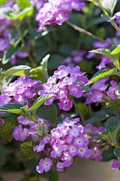 Luscious Grape Lantana