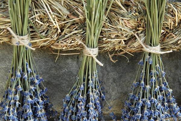 Provence - Zimní a vánoční dekorace - Podzimní a zimní dekorace - Podzimní a zimní dekorace - HANA-KYTICE.cz