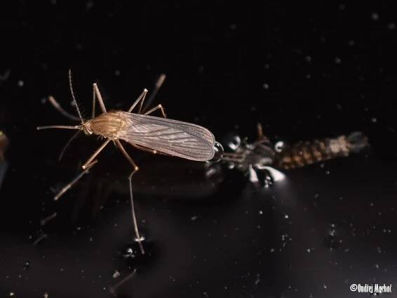 Culex pipiens - komár pisklavý | Culicidae - komárovití | Natura Bohemica