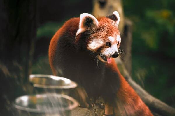 Květa Novotná: Panda červená z Liberecké zoo – „fuj, dneska se to nedá jíst“