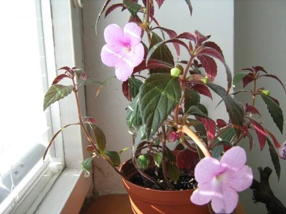 gesneriaceae, podpětovité, saintpaulia, STREPTOCARPUS | pěstování a množení