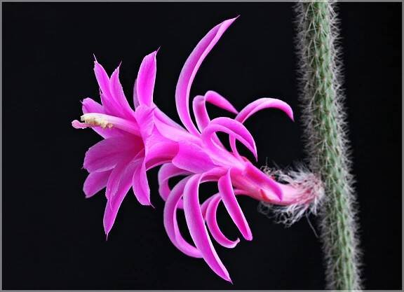 Kaktus des Jahres 2024 – Von Anfang an dabei, der Peitschenkaktus Aporocactus flagelliformis – Deutsche Kakteen-Gesellschaft