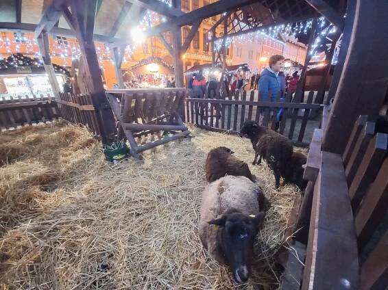 V Chebu mají adventní město. Největší trhy v kraji lákají na trdlo i kluziště