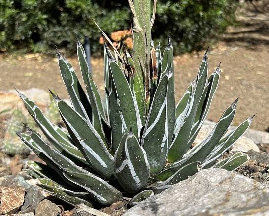 Agave pintilla