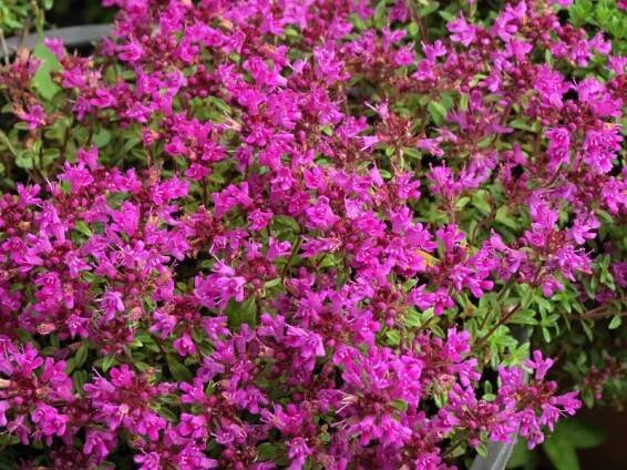Thymus praecox Coccineus | Thymus - mateřídouška, tymián |Zahradnictví Franc 