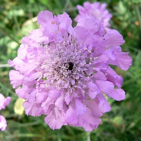 scabiosa-flower