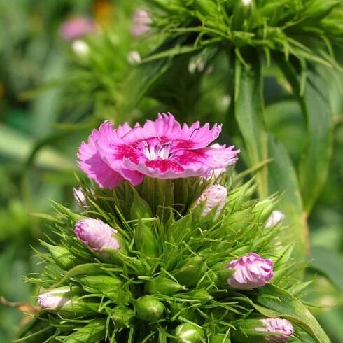 Biennial Plant Information: What Does Biennial Mean