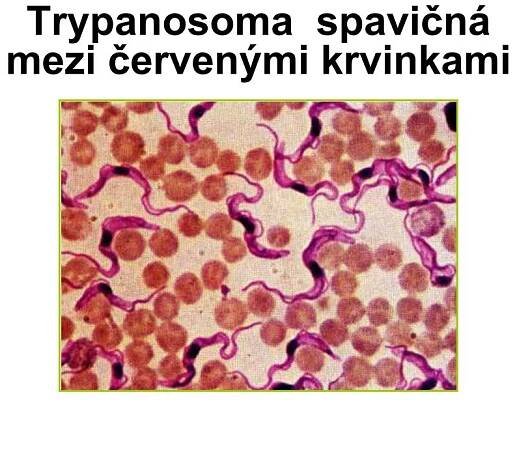 PPT - ZOOLOGIE PRVOCI - PROTOZOA PowerPoint Presentation, free download - ID:4714387