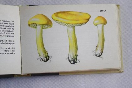 Naše houby - František Kotlaba / edice OKO 20.  (s3) - Knihy