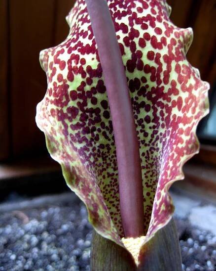 Sauromatum venosum bulbs (Voodoo Lily) — Buy online at Farmer Gracy UK