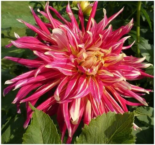 Jiřina HAPET MEDUSA - dahlia