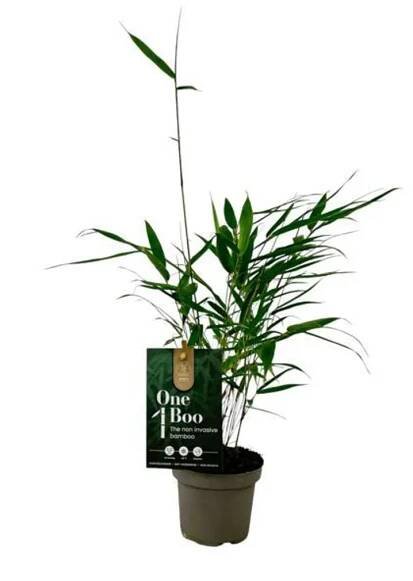 Fargesia Robusta Pingwu Bamboo 30cm - odolný, stálezelený, rychle rostoucí stínící prvek pro zahradu a terasu, snadno udržovatelný a neprůhledný