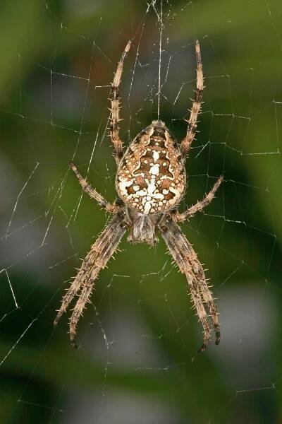 Cross orbweaver - SpiderSpotter