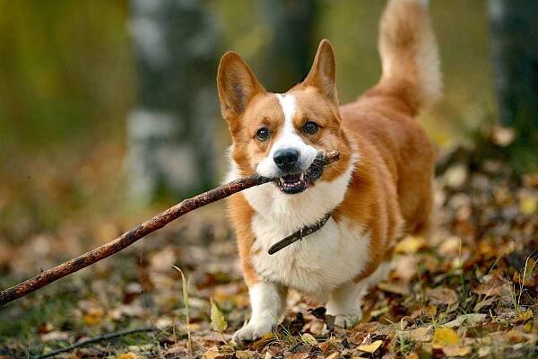 cardigan welsh corgi walking through fall leaves carrying a stick in his mouth