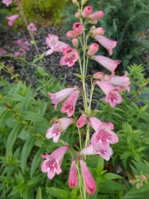 Dračík Huntington Pink (Penstemon), květy, květenství