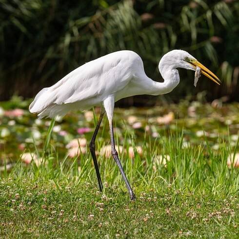 Volavka bílá (Egretta alba) – Istvan Csak / Shutterstock