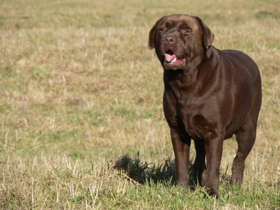 Labret Sky - chovatelská stanice labradorských retrívrů - Labrador retriever kennel - Náš pes