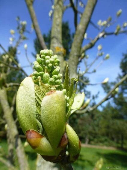 Jírovec lysý - květ a mladý list (Aesculus glabra var leucodermis)