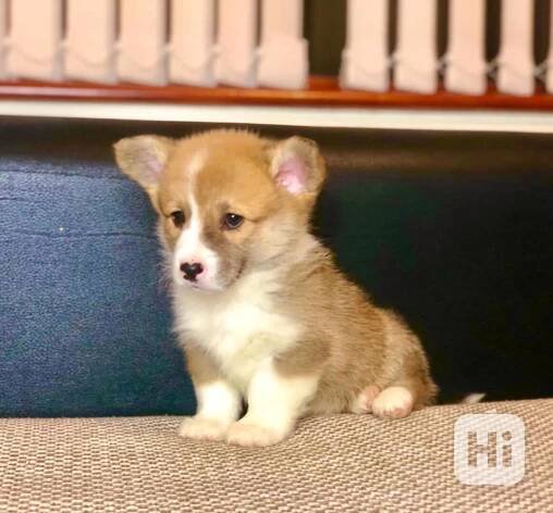 Štěňata Welsh Corgi na prodej - foto 1