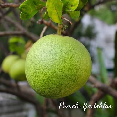 Pomelo Şadok