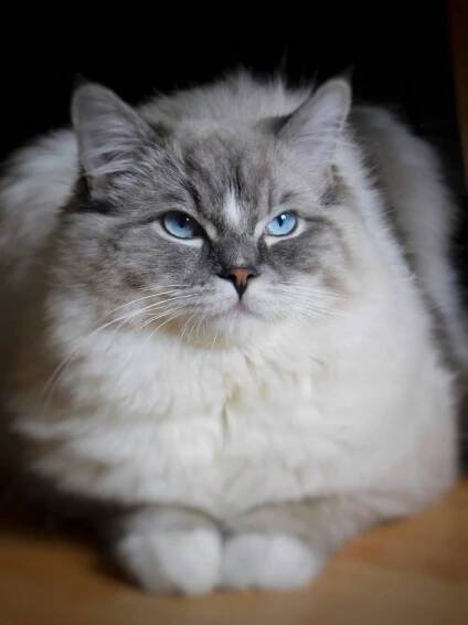 Chovatelská stanice koček Ragdoll - Regava Ragdoll