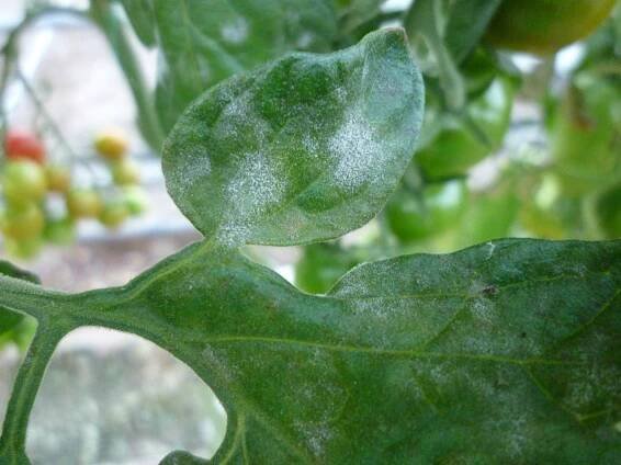 Mildew, white spots on tomato leaves