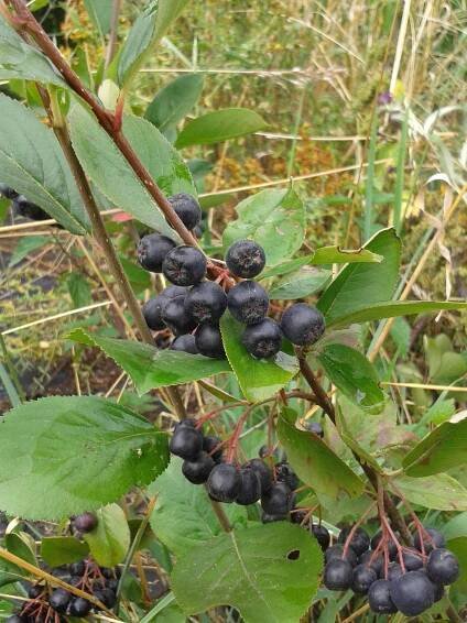 Černý jeřáb - Aronia melanocarpa 'Nero' - keř 1 l