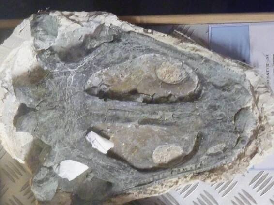 Obrázek - Metoposaurus diagnosticus krasiejowensis | BioLib.cz